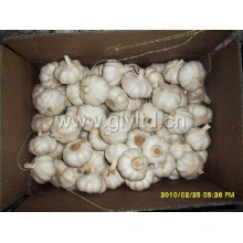 2015 New Crop Pure White Knoblauch (4.5cm, 5.0cm, 5.5cm, 6.0cm)